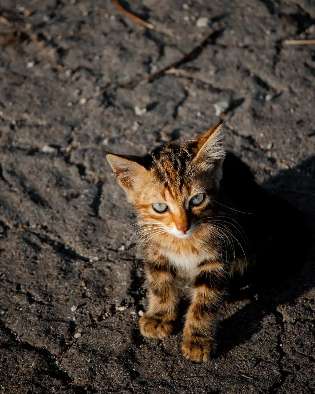 Gatito rescatado por Fundación Michifu